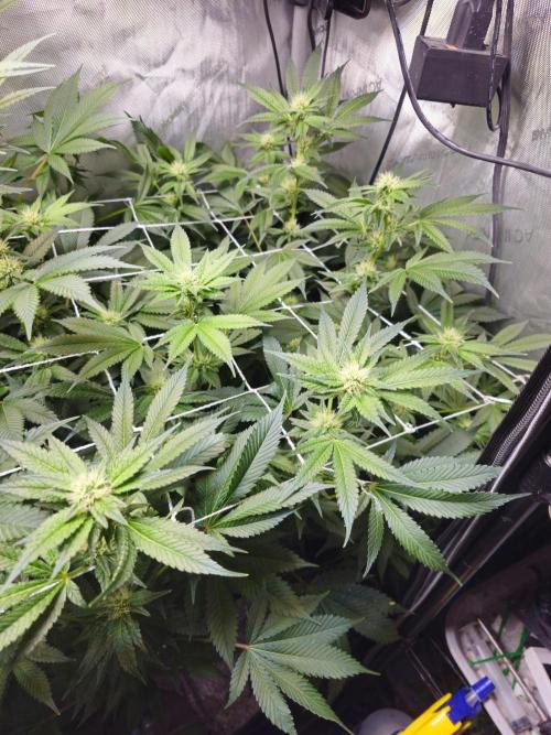 Bubblegum Sherbet - Lucas Method. Week 13