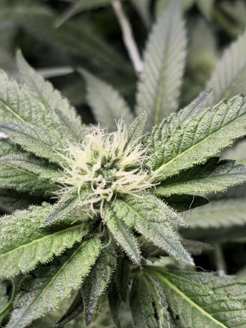 Bubblegum Sherbet - Lucas Method. Week 14