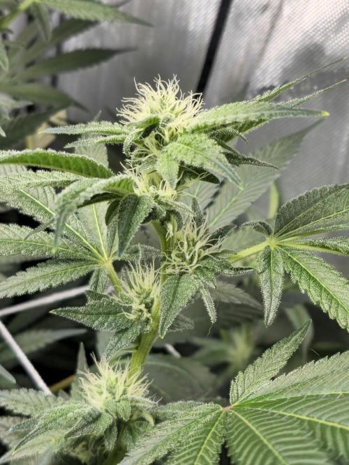 Bubblegum Sherbet - Lucas Method. Week 14