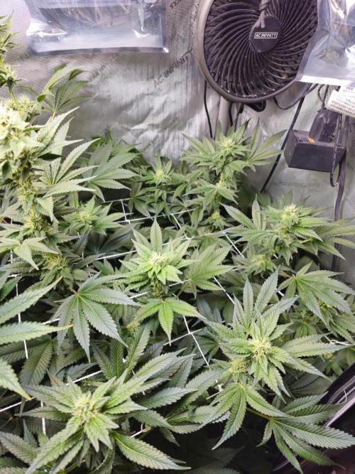Bubblegum Sherbet - Lucas Method. Week 14