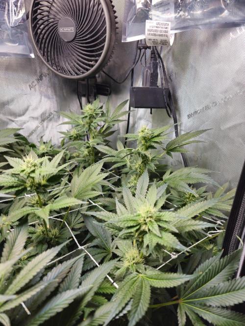Bubblegum Sherbet - Lucas Method. Week 14