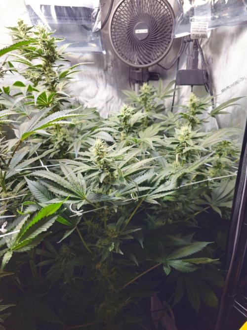 Bubblegum Sherbet - Lucas Method. Week 15