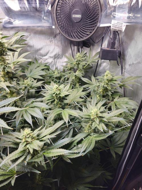 Bubblegum Sherbet - Lucas Method. Week 15