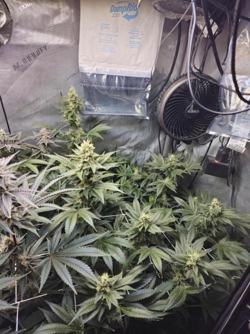 Bubblegum Sherbet - Lucas Method. Week 16