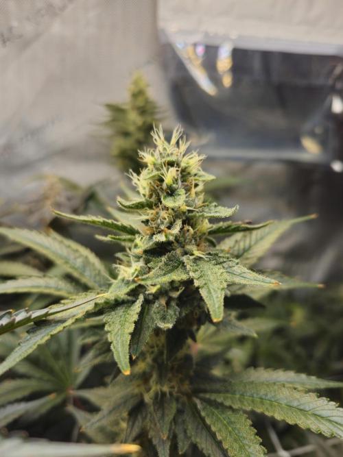 Bubblegum Sherbet - Lucas Method. Week 16