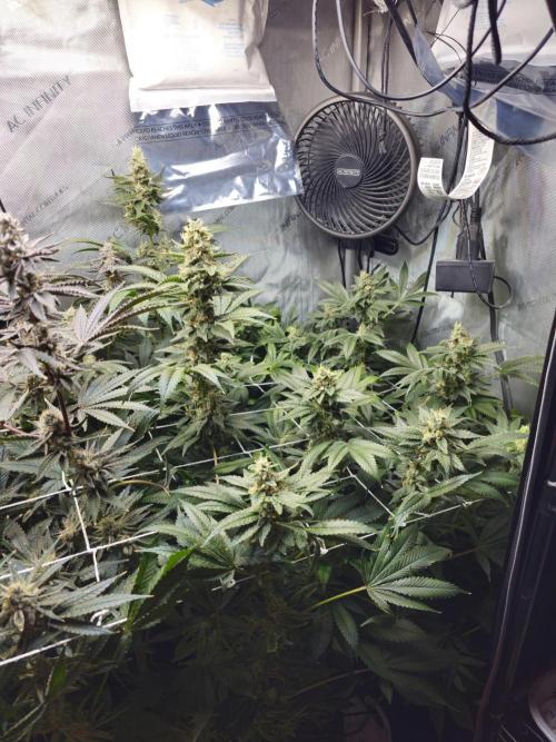 Bubblegum Sherbet - Lucas Method. Week 17