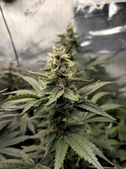 Bubblegum Sherbet - Lucas Method. Week 17