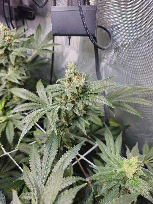 Bubblegum Sherbet - Lucas Method. Week 17