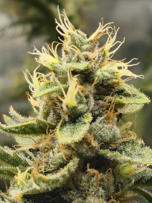 Bubblegum Sherbet - Lucas Method. Week 17