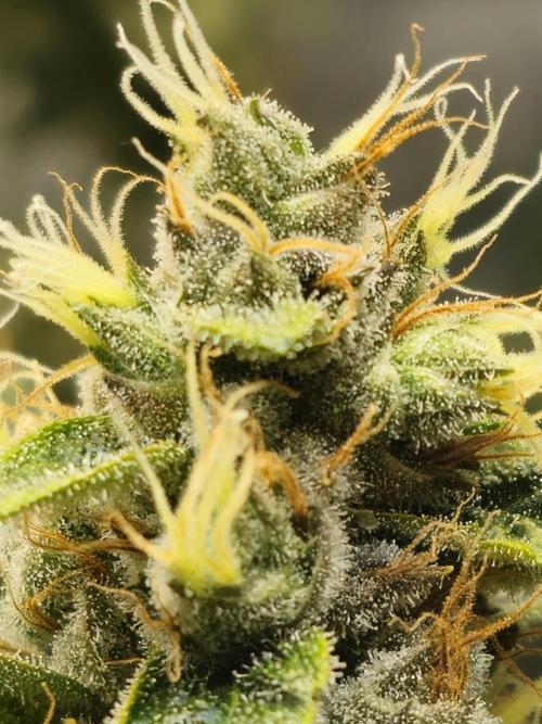 Bubblegum Sherbet - Lucas Method. Week 17