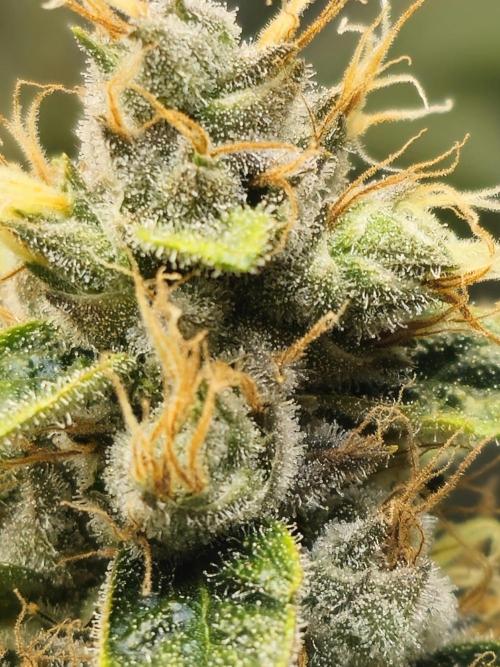 Bubblegum Sherbet - Lucas Method. Week 17