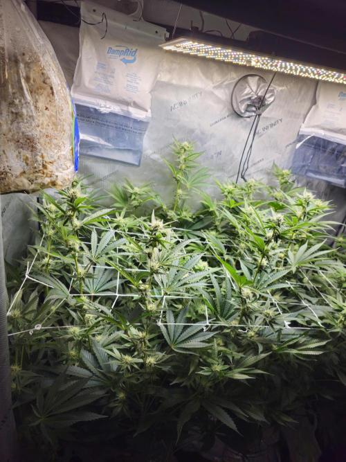 Blackberry Moonrocks  Lucas Method. Week 12