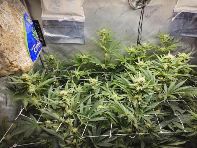 Blackberry Moonrocks  Lucas Method. Week 12