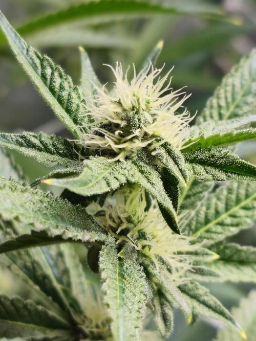 Blackberry Moonrocks  Lucas Method. Week 12