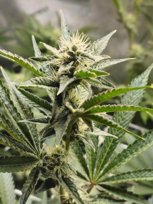Blackberry Moonrocks  Lucas Method. Week 13