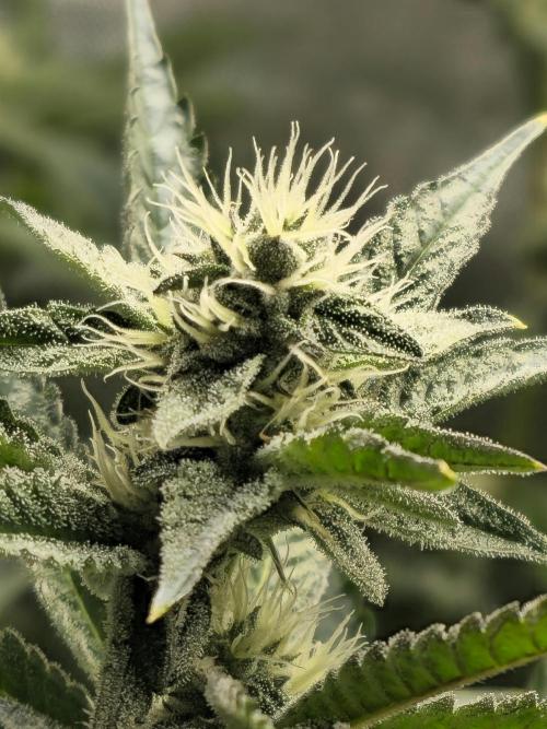 Blackberry Moonrocks  Lucas Method. Week 13