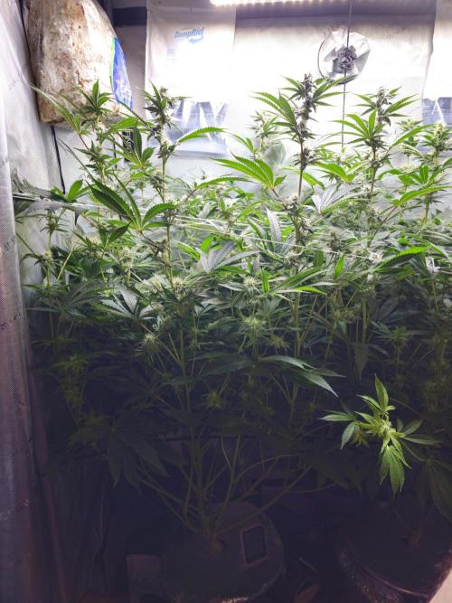 Blackberry Moonrocks  Lucas Method. Week 13