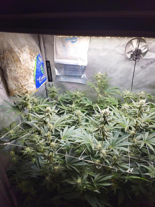 Blackberry Moonrocks  Lucas Method. Week 13