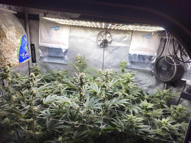 Blackberry Moonrocks  Lucas Method. Week 13