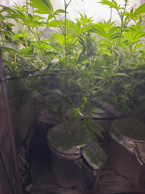 Blackberry Moonrocks  Lucas Method. Week 12