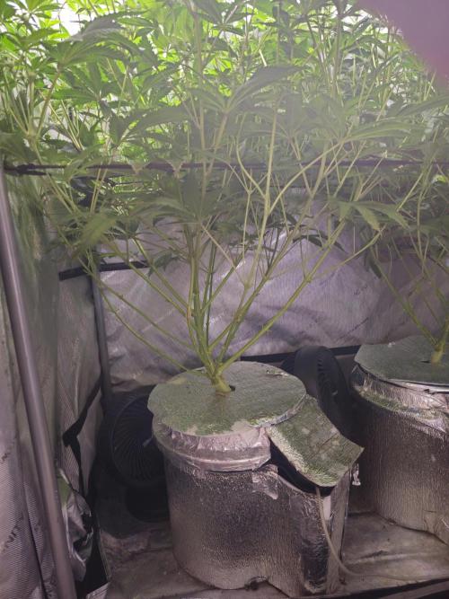 Blackberry Moonrocks  Lucas Method. Week 12