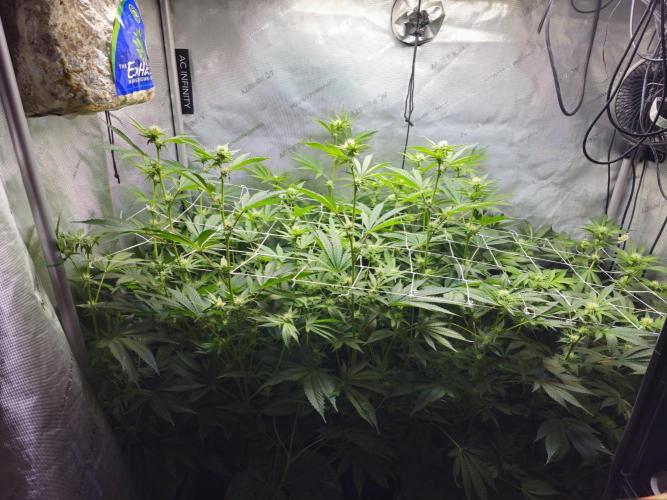 Blackberry Moonrocks  Lucas Method. Week 12