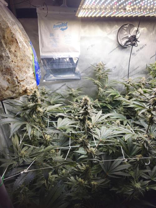 Blackberry Moonrocks  Lucas Method. Week 14