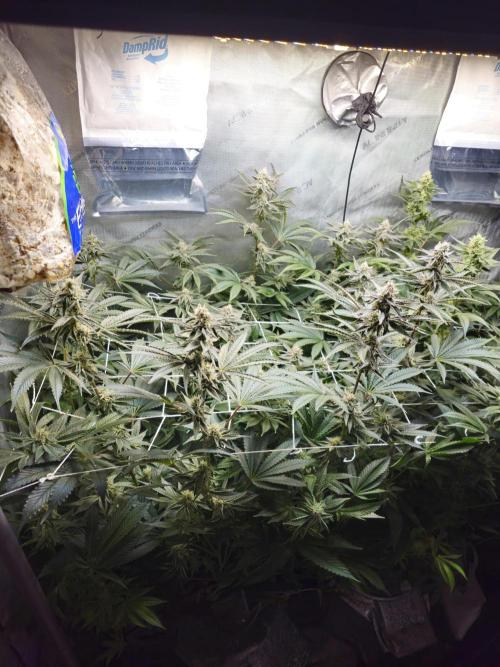Blackberry Moonrocks  Lucas Method. Week 14