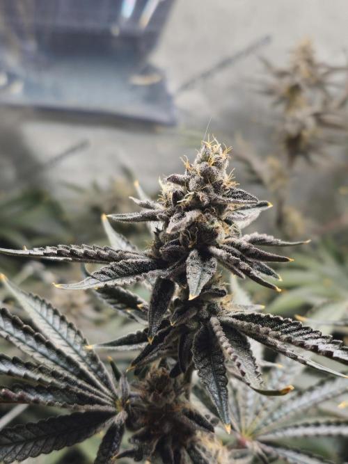 Blackberry Moonrocks  Lucas Method. Week 15