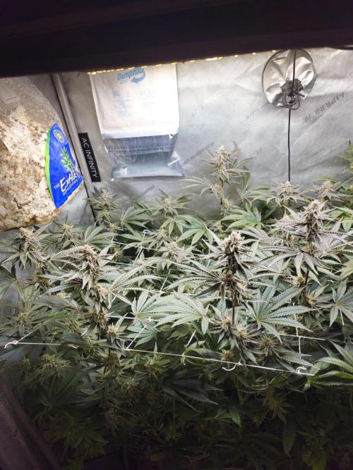 Blackberry Moonrocks  Lucas Method. Week 15