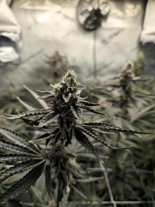 Blackberry Moonrocks  Lucas Method. Week 16