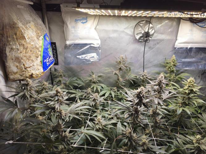 Blackberry Moonrocks  Lucas Method. Week 16