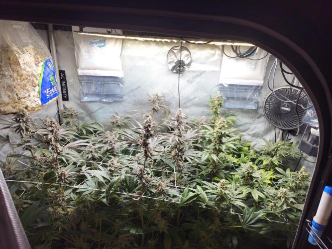 Blackberry Moonrocks  Lucas Method. Week 17