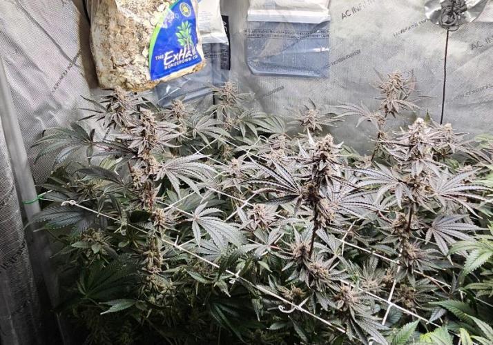 Blackberry Moonrocks  Lucas Method. Week 17