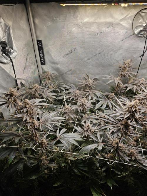 Blackberry Moonrocks  Lucas Method. Week 18