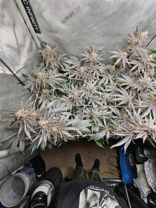 Blackberry Moonrocks  Lucas Method. Week 18
