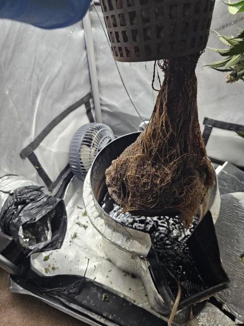 Blackberry Moonrocks  Lucas Method. Week 18