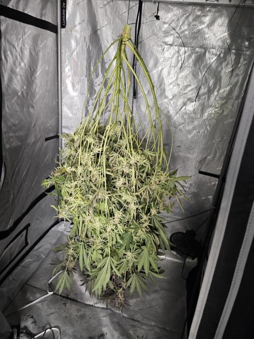 Blackberry Moonrocks  Lucas Method. Week 18