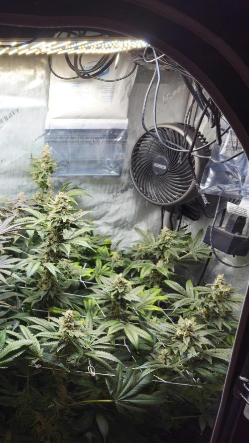 Bubblegum Sherbet - Lucas Method. Week 18