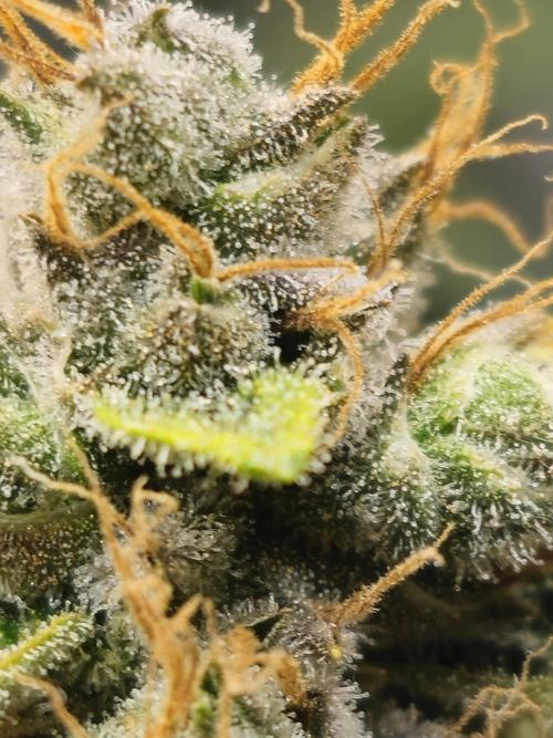Bubblegum Sherbet - Lucas Method. Week 18