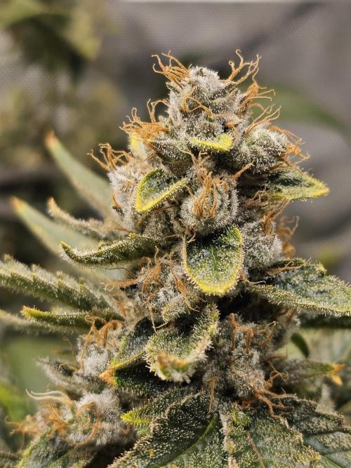 Bubblegum Sherbet - Lucas Method. Week 18