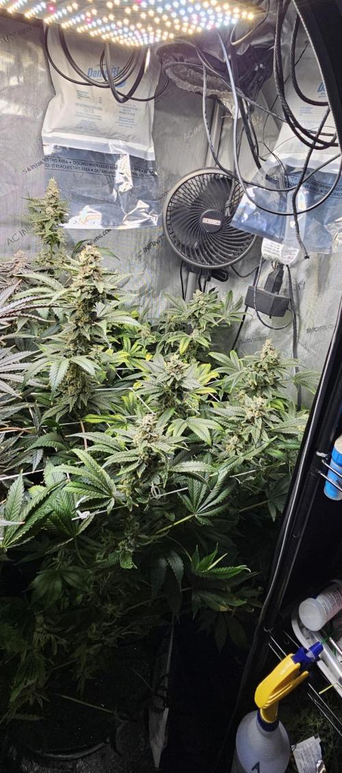 Bubblegum Sherbet - Lucas Method. Week 18