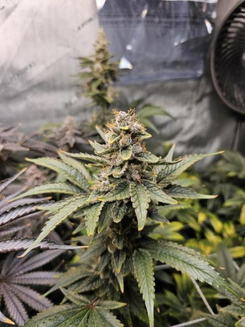 Bubblegum Sherbet - Lucas Method. Week 18