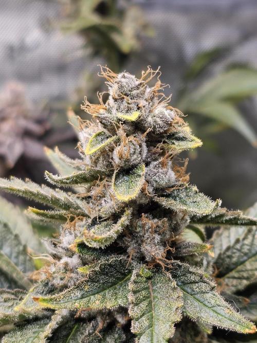 Bubblegum Sherbet - Lucas Method. Week 18