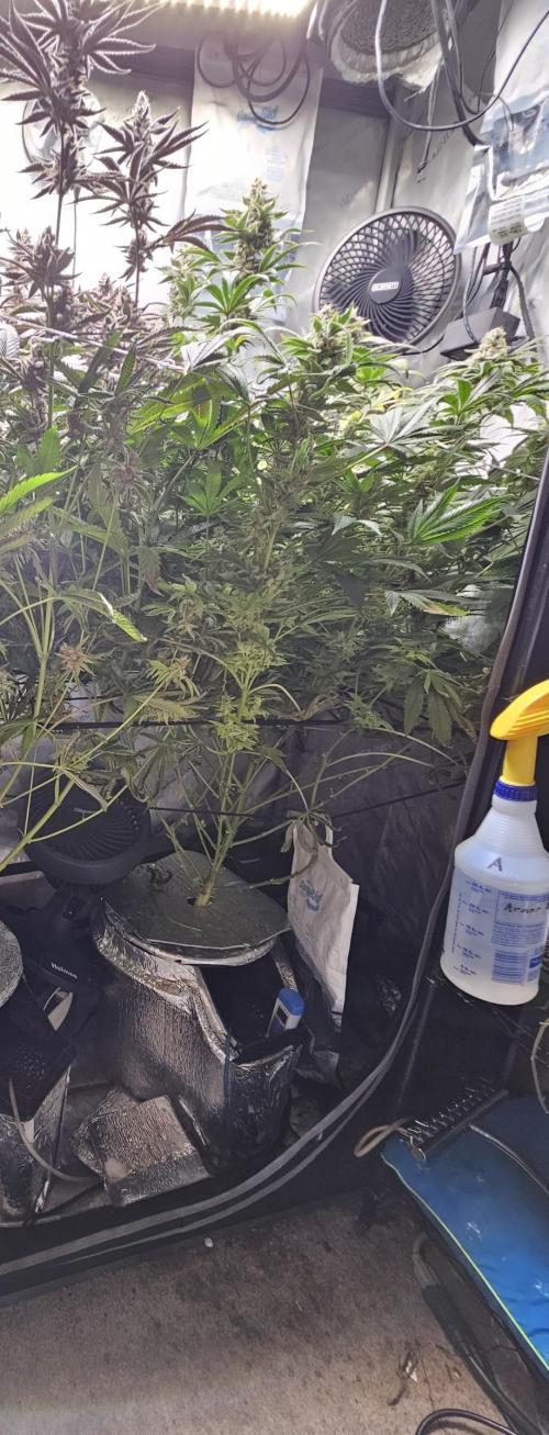 Bubblegum Sherbet - Lucas Method. Week 19