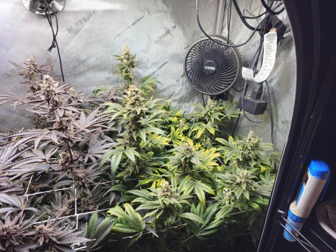 Bubblegum Sherbet - Lucas Method. Week 19