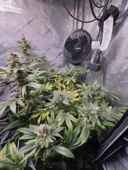 Bubblegum Sherbet - Lucas Method. Week 19