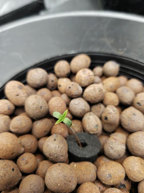 Strawberry Gorilla - DWC/Lucas Formula. Week 0