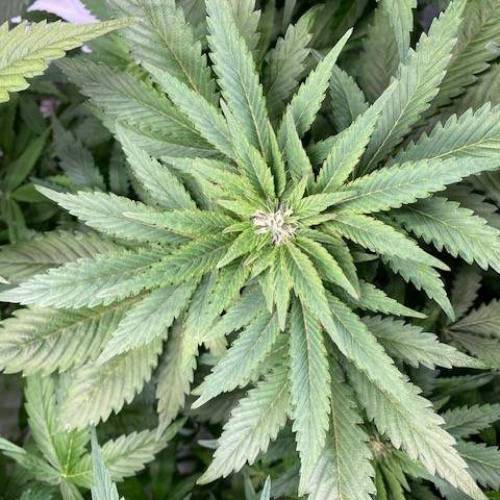 MadMax Mimosa. Week 8
