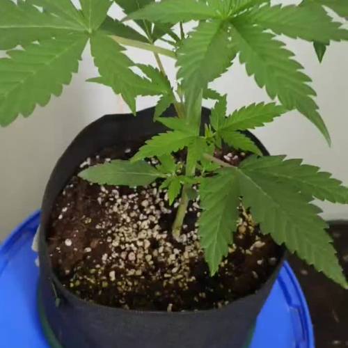 Sweet Seeds